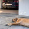 Stel zelf uw vlakke garagedorpel samen in Belgische blauwe hardsteen – Image 2