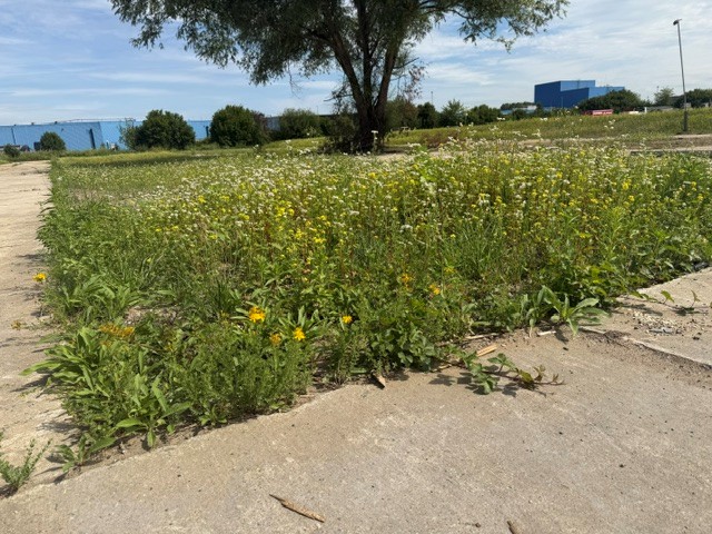 Blumenwiese bei Renier
