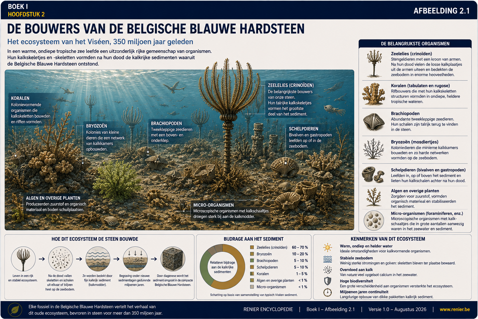 Infographie illustrant l'écosystème tropical du Viséen, dans lequel les lys de mer, les coraux, les brachiopodes, les bryozoaires, les coquillages et d'autres organismes ont formé ensemble les sédiments calcaires à l'origine de la pierre bleue belge.