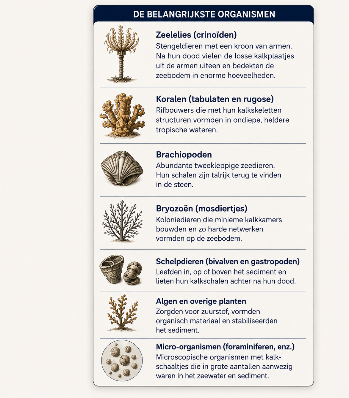 Aperçu des principaux organismes ayant contribué à la formation de la pierre bleue belge, parmi lesquels on trouve des lys de mer, des coraux, des brachiopodes, des bryozoaires, des coquillages, des algues et des micro-organismes.