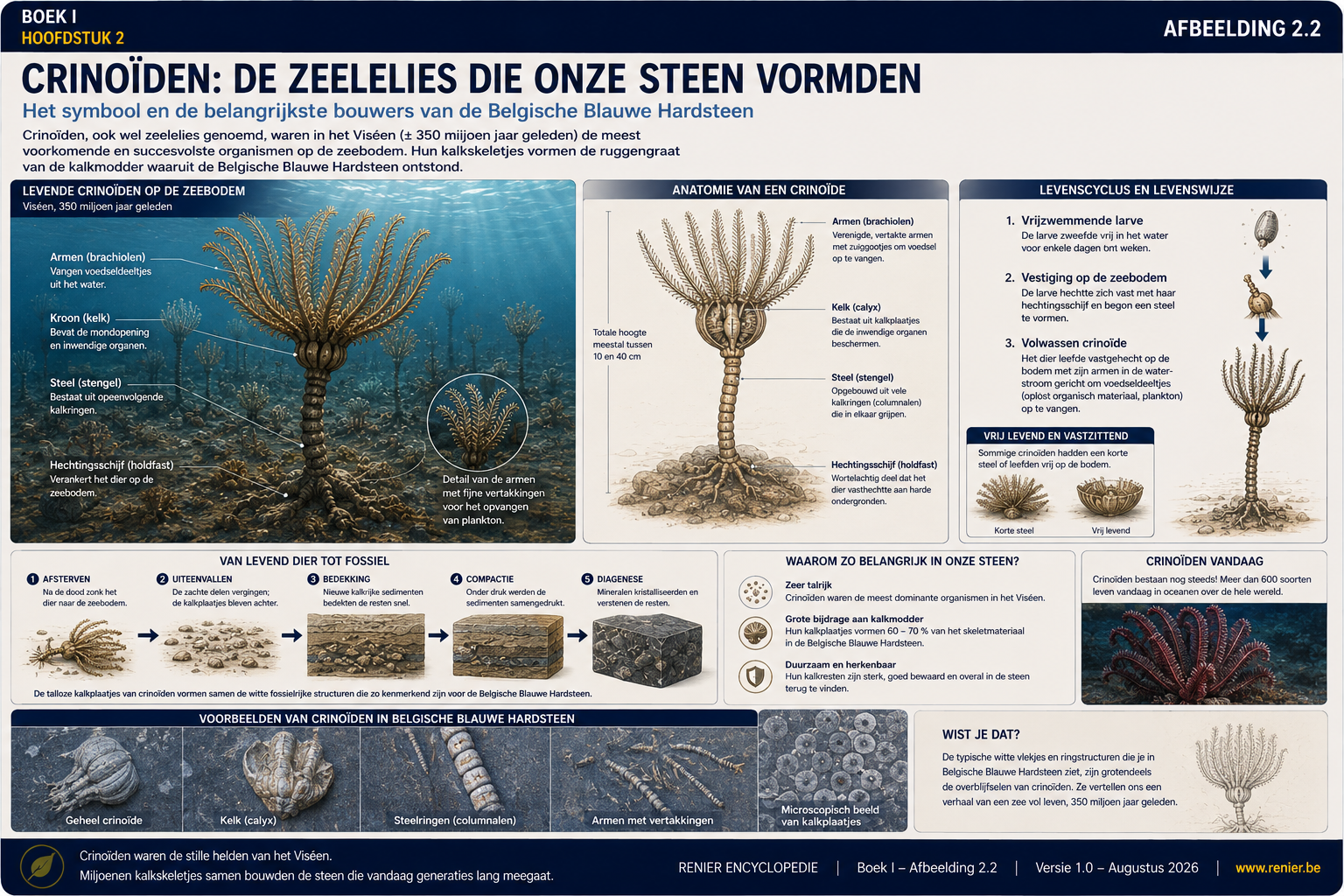 Infographie sur les crinoïdes, ou lys de mer, au cours du Viséen, présentant leur anatomie, leur cycle de vie, leur fossilisation et leur contribution à la formation de la pierre bleue belge il y a environ 350 millions d'années.