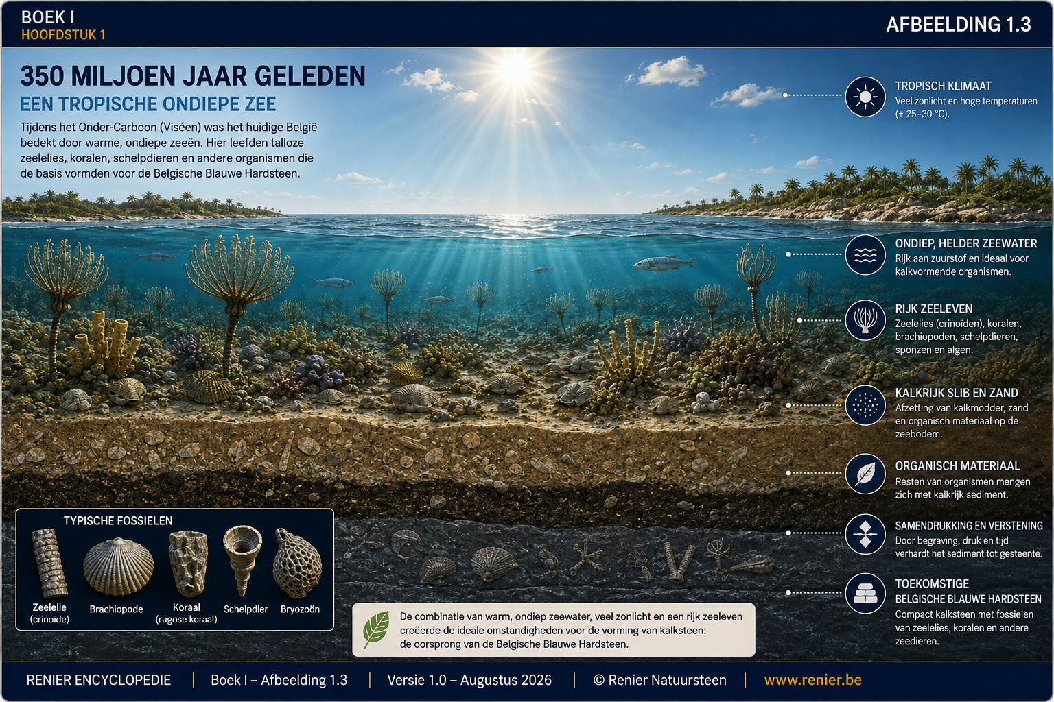 Coupe transversale d'une mer tropicale au cours du Viséen, montrant la faune marine, des sédiments calcaires et des fossiles.