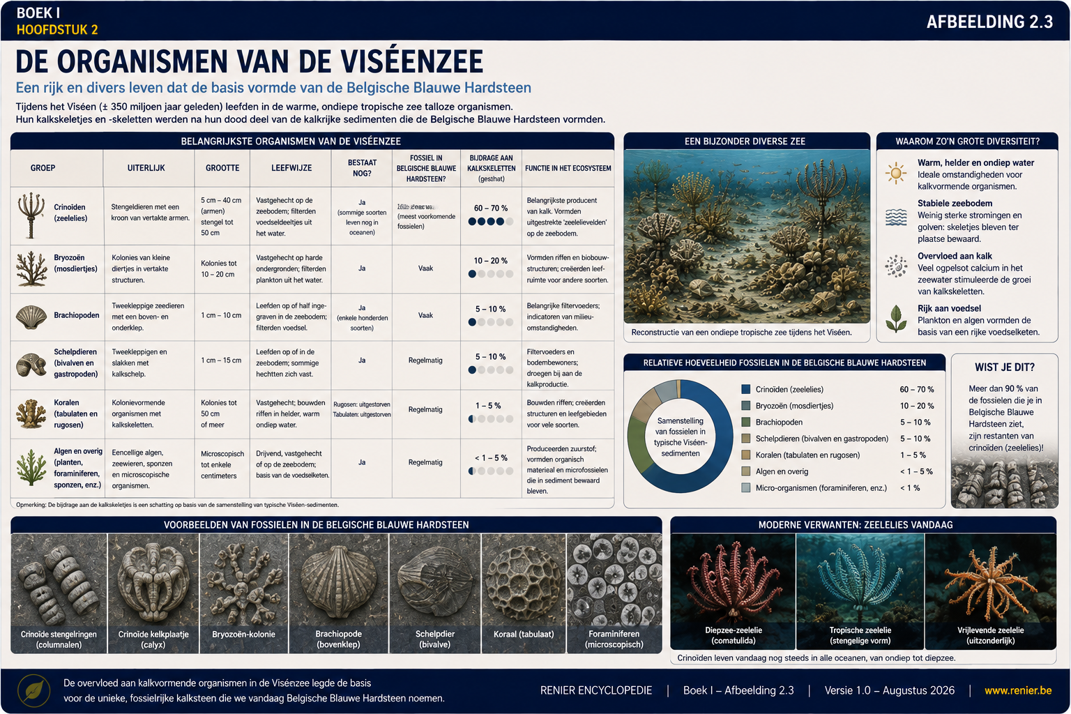 Infographie présentant un aperçu des principaux organismes qui vivaient à l'époque du Viséen, notamment les crinoïdes, les bryozoaires, les brachiopodes, les coraux, les coquillages et les micro-organismes qui ont constitué la base de la pierre bleue belge.