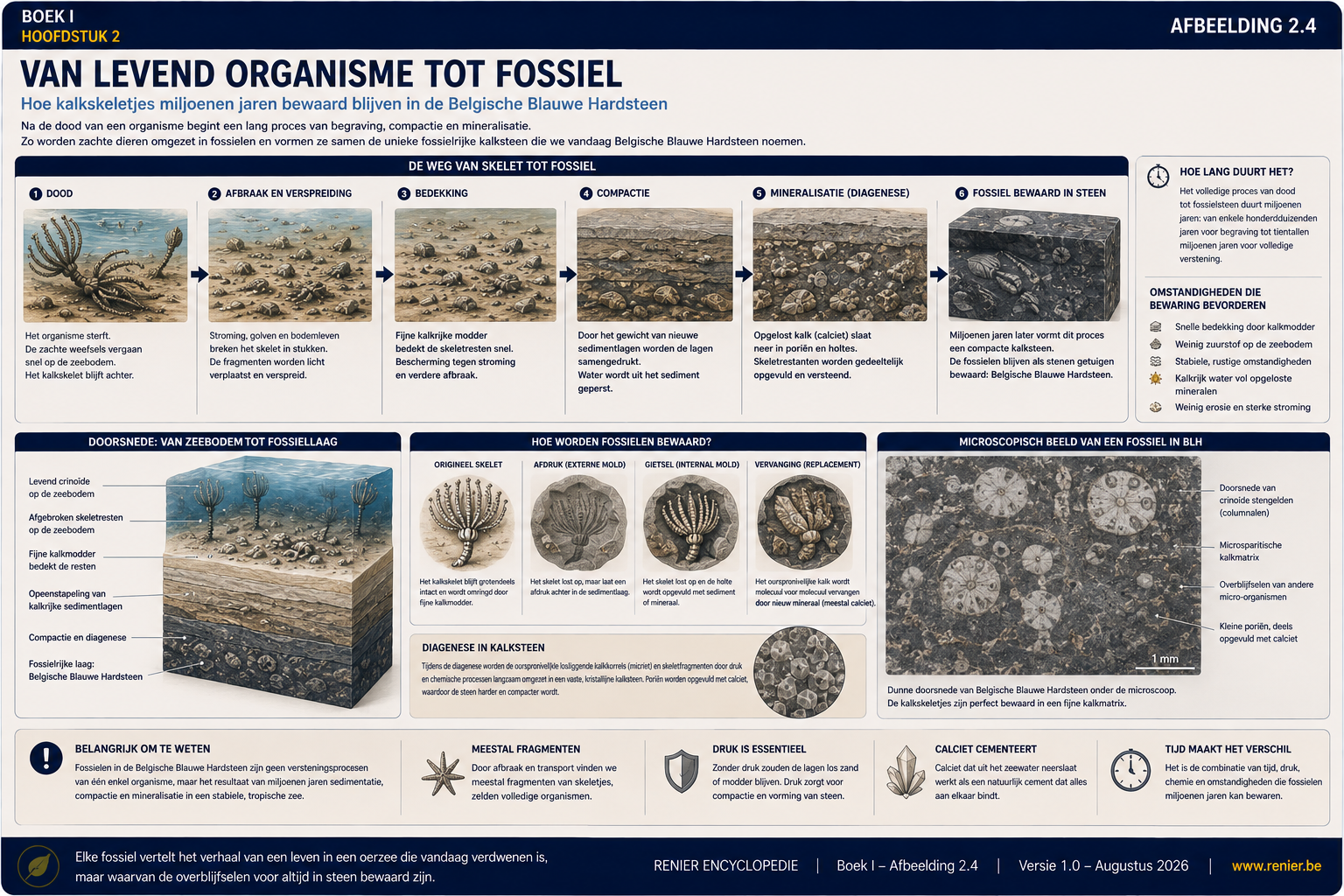 Infographie illustrant étape par étape comment, après leur mort, les organismes marins se transforment, par enfouissement, compactage, minéralisation et diagenèse, en fossiles qui se conservent dans la pierre bleue belge.