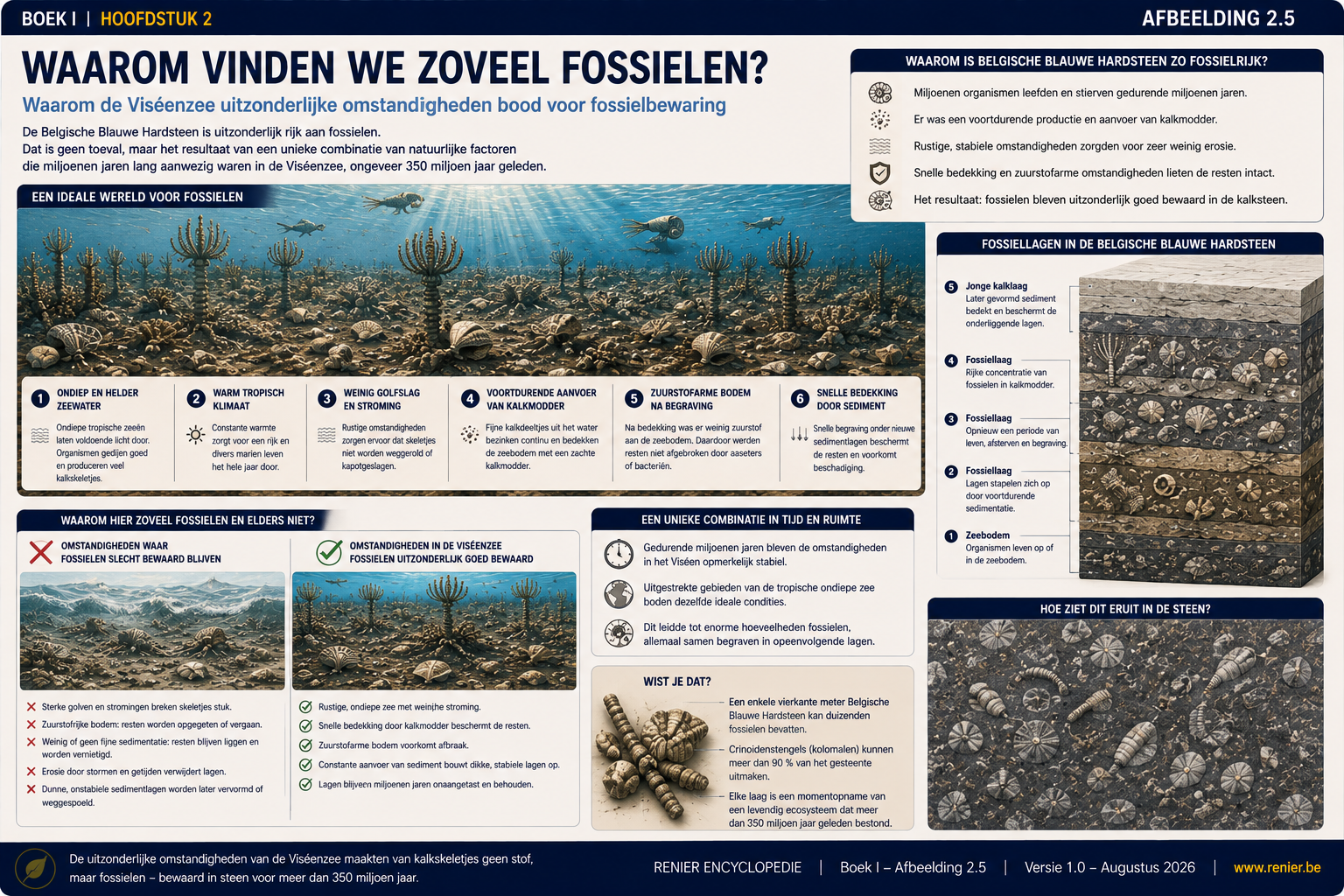 Infographie expliquant pourquoi la pierre bleue belge est exceptionnellement riche en fossiles, grâce aux conditions idéales de conservation des fossiles qui régnaient au cours du Viséen, telles que des eaux marines chaudes et peu profondes, un enfouissement rapide, des sédiments calcaires et un environnement pauvre en oxygène.