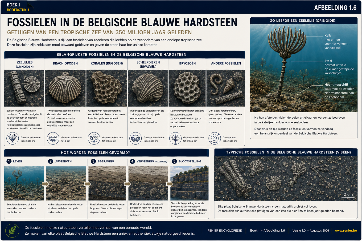 Infographie présentant des fossiles présents dans la pierre bleue belge, notamment des crinoïdes, des brachiopodes et des coraux.