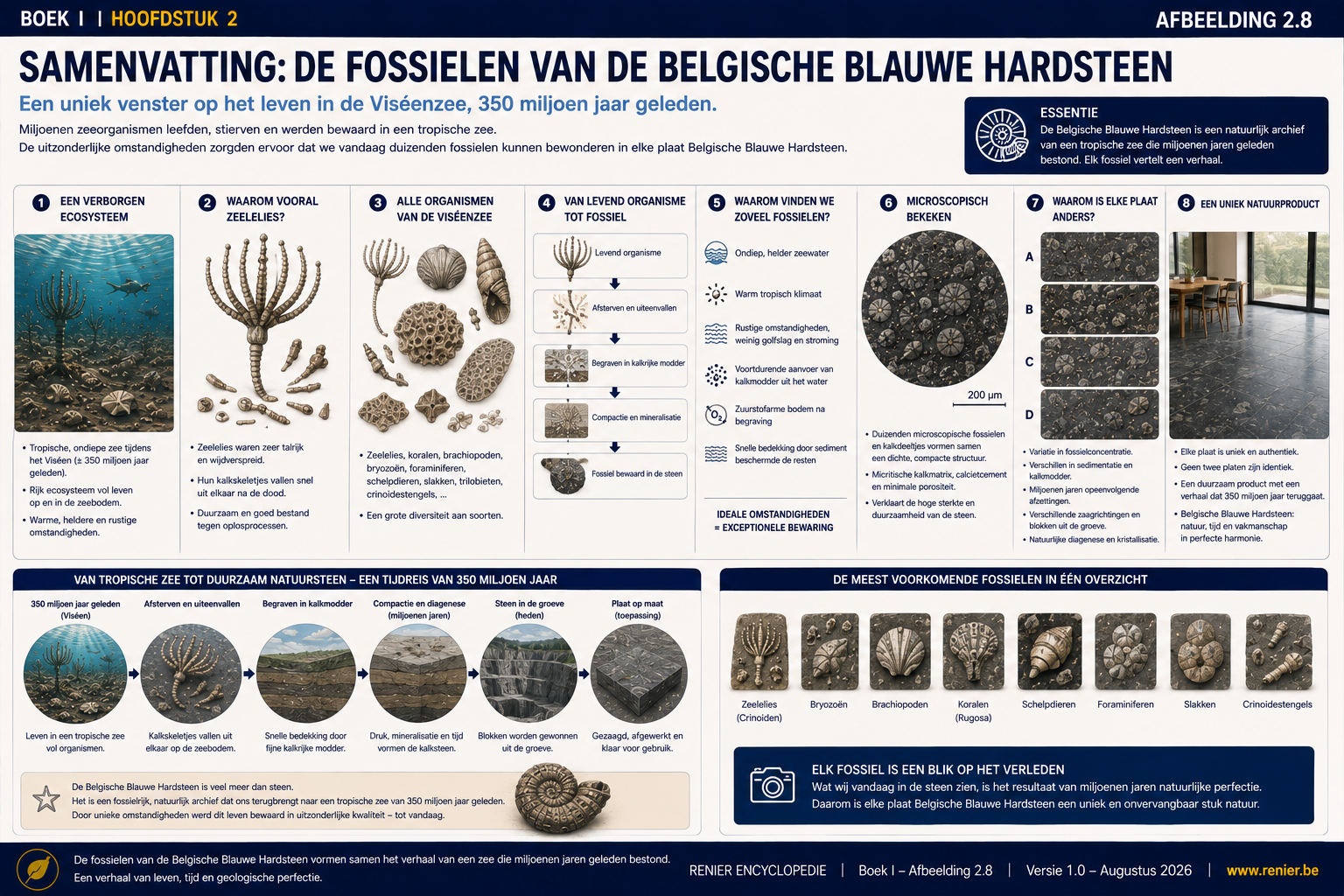 Infographie récapitulative du chapitre 2 consacrée à l'écosystème de la mer de Visée, aux principaux organismes, à la formation des fossiles, à la conservation exceptionnelle des fossiles, à la structure microscopique et à la variation naturelle de la pierre bleue belge.